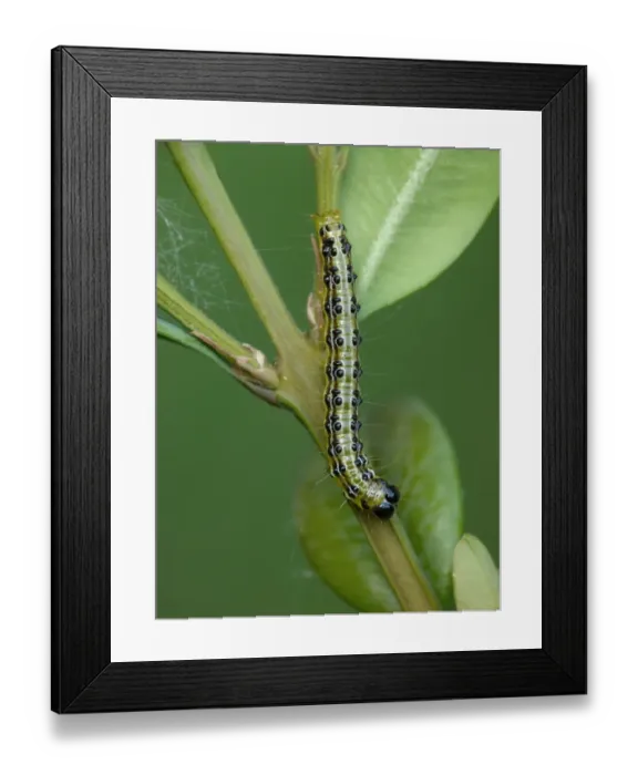 Framed Print : Box Tree Moth (Cydalima perspectalis) introduced pest species, caterpillar Framed Print : Box Tree Moth (Cydalima perspectalis) introduced pest species, caterpillar