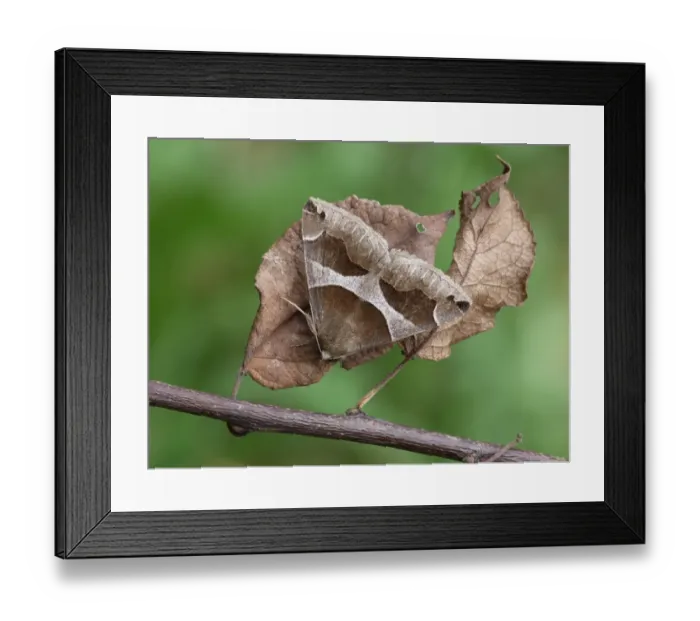 Framed Print : Passenger Moth (Dysgonia algira) adult, roosting on dry leaves, Cannobina Valley, Italian Alps, Piedmont, Italy, July Framed Print : Passenger Moth (Dysgonia algira) adult, roosting on dry leaves, Cannobina Valley, Italian Alps, Piedmont, Italy, July