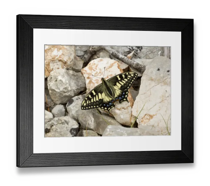 Framed Print : Corsican Swallowtail (Papilio hospiton) adult, resting on rock in mountains, Sardinia, Italy, April Framed Print : Corsican Swallowtail (Papilio hospiton) adult, resting on rock in mountains, Sardinia, Italy, April