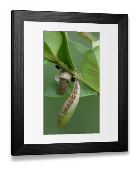 Framed Print : Box Tree Moth (Cydalima perspectalis) introduced pest species, pupa, on Box (Buxus sempervirens) larval foodplant Framed Print : Box Tree Moth (Cydalima perspectalis) introduced pest species, pupa, on Box (Buxus sempervirens) larval foodplant