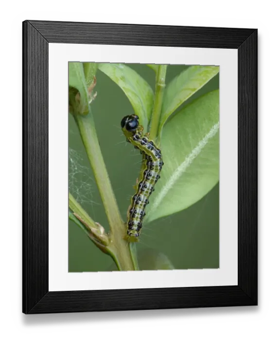 Framed Print : Box Tree Moth (Cydalima perspectalis) introduced pest species, caterpillar Framed Print : Box Tree Moth (Cydalima perspectalis) introduced pest species, caterpillar