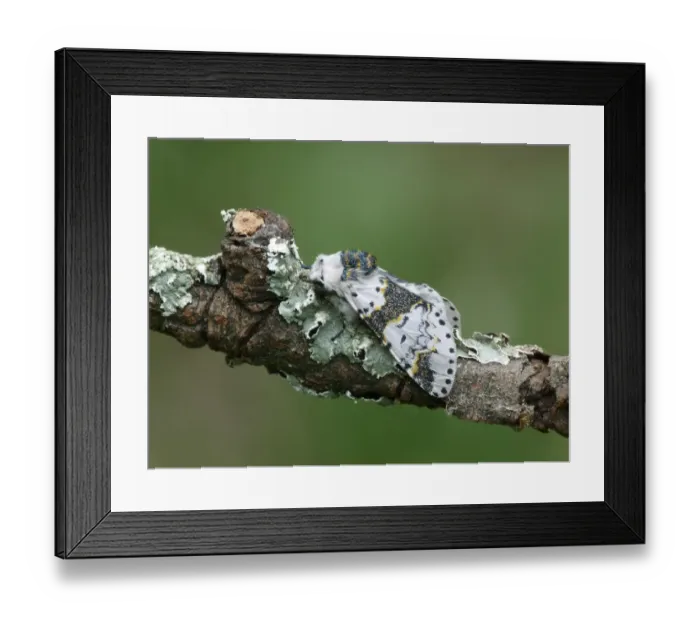 Framed Print : Alder Kitten (Furcula bicuspis) adult, resting on lichen covered twig, Cannobina Valley, Italian Alps, Piedmont, Italy Framed Print : Alder Kitten (Furcula bicuspis) adult, resting on lichen covered twig, Cannobina Valley, Italian Alps, Piedmont, Italy