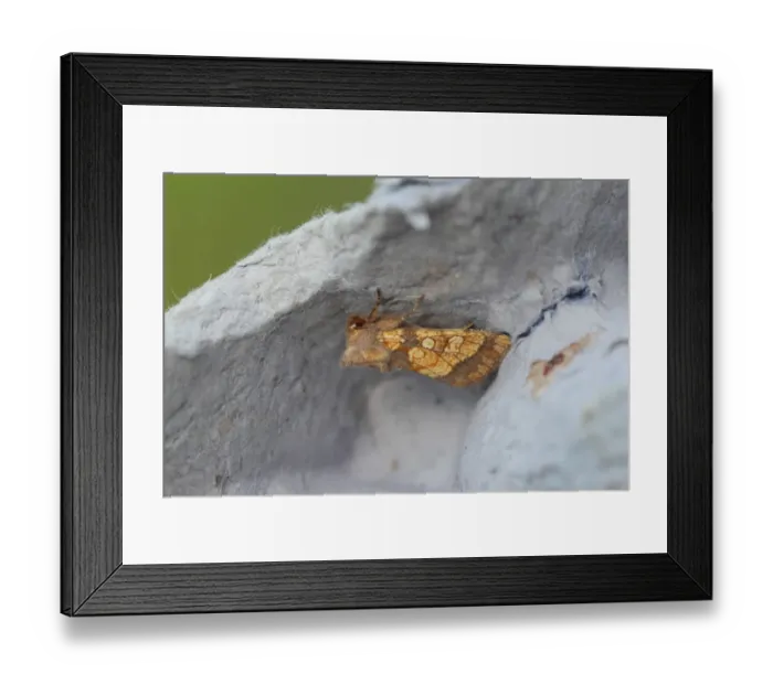 Framed Print : Frosted Orange Moth (Gortyna flavago) adult, New Costessey, Norfolk, England, August Framed Print : Frosted Orange Moth (Gortyna flavago) adult, New Costessey, Norfolk, England, August