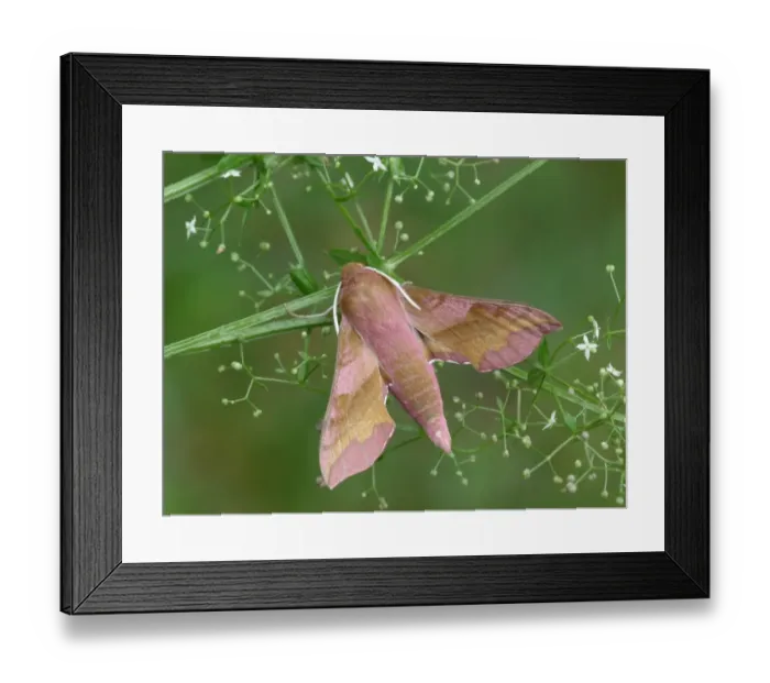 Framed Print : Small Elephant Hawkmoth (Deilephila porcellus) adult, resting on Ladys Bedstraw (Galium verum) larval foodplant Framed Print : Small Elephant Hawkmoth (Deilephila porcellus) adult, resting on Ladys Bedstraw (Galium verum) larval foodplant