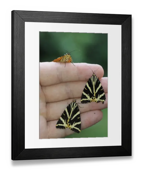 Framed Print : Jersey Tiger Moth (Euplagia quadripunctaria) three adults, resting on human hand, Blackheath, Greater London, England Framed Print : Jersey Tiger Moth (Euplagia quadripunctaria) three adults, resting on human hand, Blackheath, Greater London, England