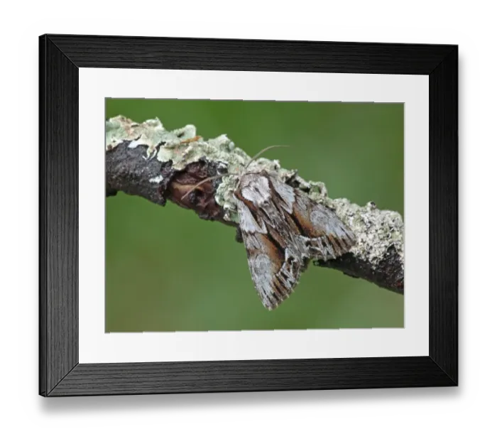 Framed Print : The Saxon (Hyppa rectilinea) adult, resting on lichen covered twig, Cannobina Valley, Italian Alps, Piedmont, Italy