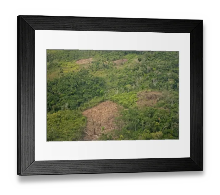 Framed Print : Aerial view of rainforest destruction, land clearance for farming, Peruvian Amazon, Peru, September Framed Print : Aerial view of rainforest destruction, land clearance for farming, Peruvian Amazon, Peru, September