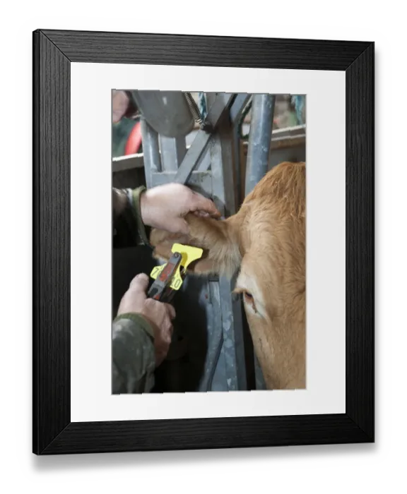 Framed Print : Cattle farming, farmer replacing ear tag, to comply with regulations, to beef cow held in cattle crush, Cumbria Framed Print : Cattle farming, farmer replacing ear tag, to comply with regulations, to beef cow held in cattle crush, Cumbria