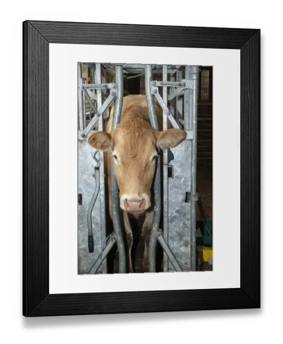Framed Print : Cattle farming, beef cow held in cattle crush, making it easier to handle, Cumbria, England, November Framed Print : Cattle farming, beef cow held in cattle crush, making it easier to handle, Cumbria, England, November