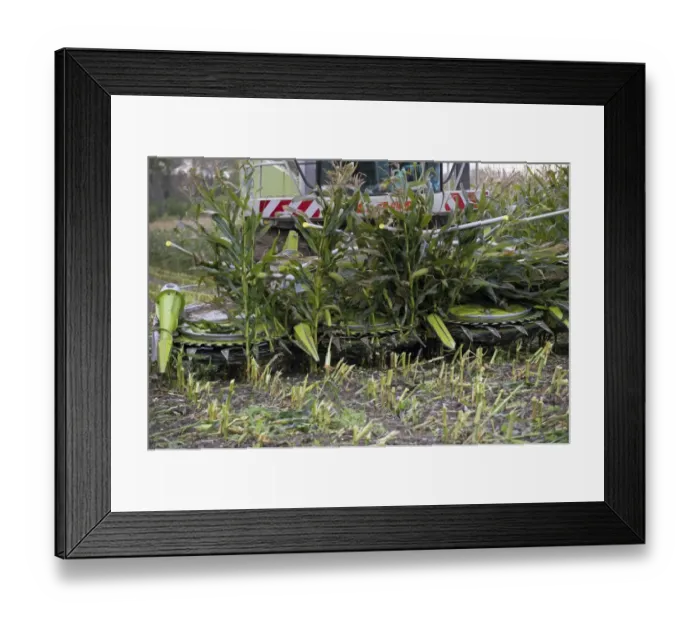 Framed Print : Maize (Zea mays) crop, Cls self-propelled forage harvester, close-up of cutter head, harvesting silage for animal feed