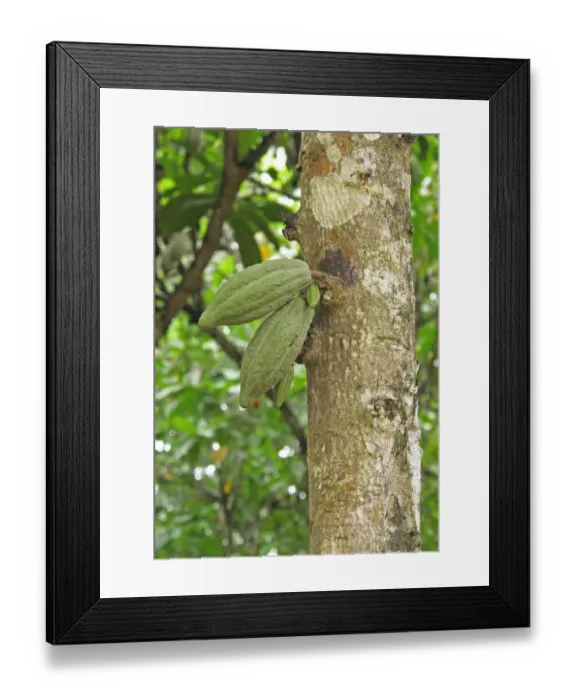 Framed Print : Cocoa (Theobroma cacao) crop, close-up of pods, growing on tree, Abrafo Village Forest, Ghana, February Framed Print : Cocoa (Theobroma cacao) crop, close-up of pods, growing on tree, Abrafo Village Forest, Ghana, February