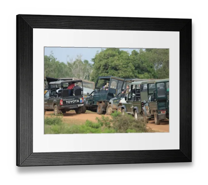 Framed Print : Tourists in safari vehicles on track, Yala N. P. Sri Lanka, February Framed Print : Tourists in safari vehicles on track, Yala N. P. Sri Lanka, February