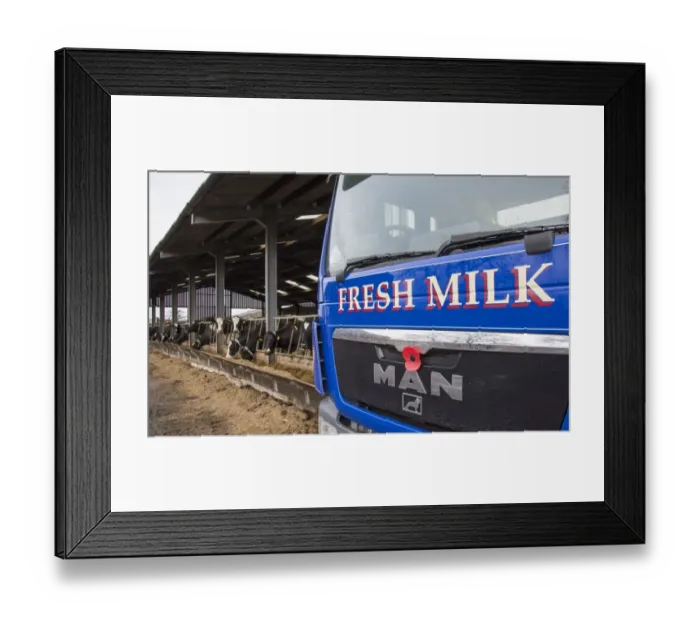 Framed Print : Dairy farming, milk tanker lorry collecting milk from dairy farm, Cheshire, England, February