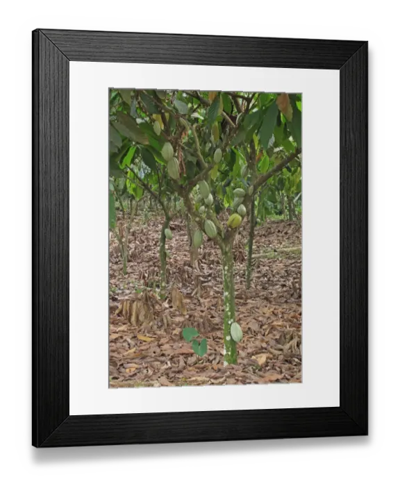 Framed Print : Cocoa (Theobroma cacao) crop, pods growing on trees in plantation, Atewa, Ghana, February