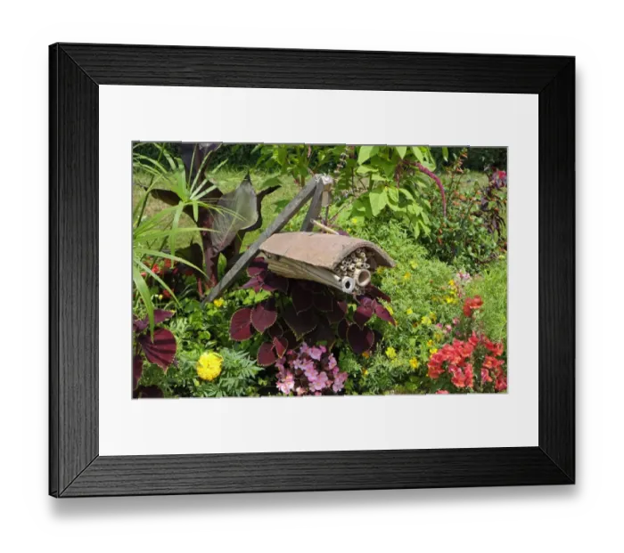 Framed Print : Bug hotel made from tile and hollow stems, hanging amongst flowers in garden, Normandy, France, August Framed Print : Bug hotel made from tile and hollow stems, hanging amongst flowers in garden, Normandy, France, August