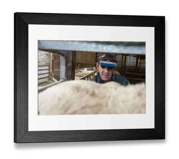 Framed Print : Cattle farming, vet pregnancy detecting cow using ultrasonic scanner and headset to see image in glasses, Cumbria