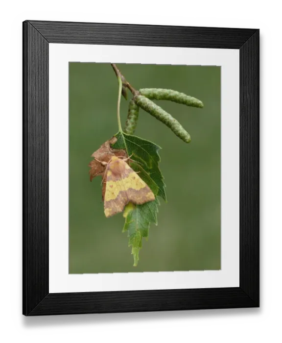 Framed Print : Barred Sallow (Tiliacea aurago) adult, roosting on Silver Birch (Betula pendula) leaf, Leicestershire, England
