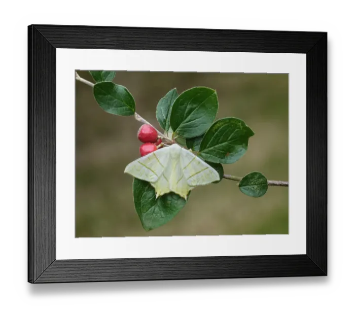 Framed Print : Swallow-tailed Moth (Ourapteryx sambucaria) adult, from unusual second generation brood which is uncommon in Britain Framed Print : Swallow-tailed Moth (Ourapteryx sambucaria) adult, from unusual second generation brood which is uncommon in Britain