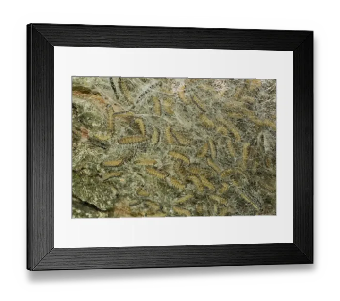 Framed Print : Oak Processionary Moth (Thaumetopoea processionea) caterpillars, in communal silk tent on oak tree, Dolomites Framed Print : Oak Processionary Moth (Thaumetopoea processionea) caterpillars, in communal silk tent on oak tree, Dolomites