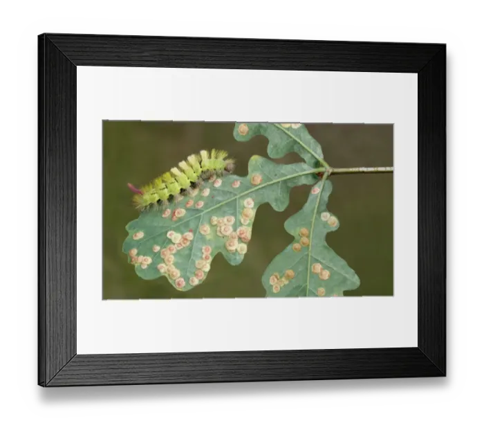 Framed Print : Pale Tussock Moth (Calliteara pudibunda) caterpillar, feeding on Common Oak (Quercus robur)