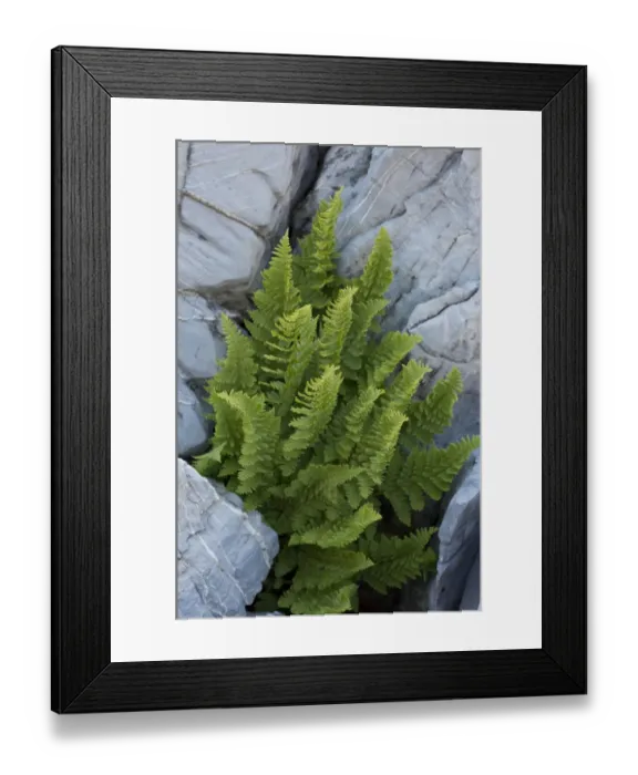 Framed Print : Rigid Buckler Fern (Dryopteris submontana) fronds, growing in limestone crevice, Maritime Alps, France, September Framed Print : Rigid Buckler Fern (Dryopteris submontana) fronds, growing in limestone crevice, Maritime Alps, France, September