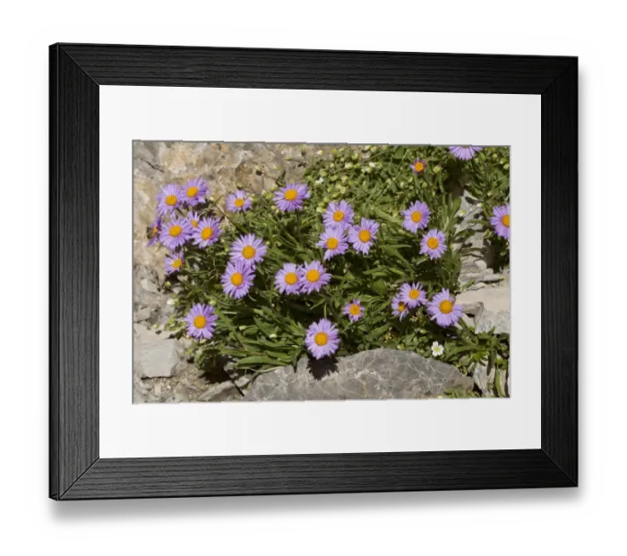 Framed Print : Alpine Aster (Aster alpinus) flowering, Maritime Alps, France, September Framed Print : Alpine Aster (Aster alpinus) flowering, Maritime Alps, France, September
