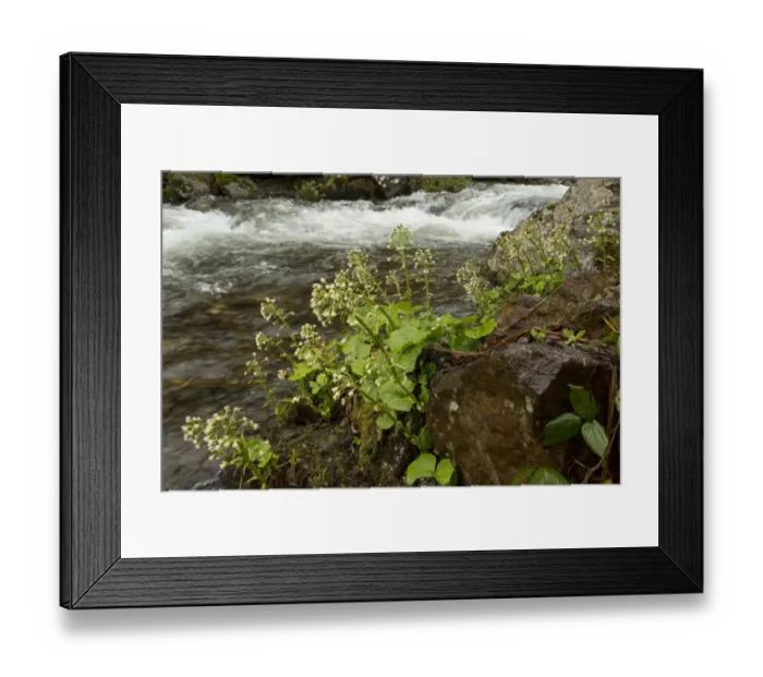 Framed Print : White Butterbur (Petasites albus) flowering, growing beside stream in woodland, French Pyrenees, France, May Framed Print : White Butterbur (Petasites albus) flowering, growing beside stream in woodland, French Pyrenees, France, May