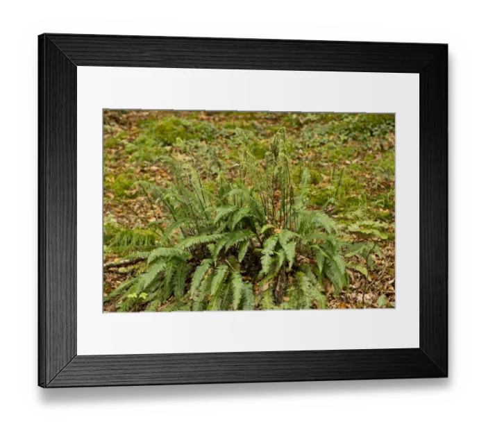 Framed Print : Hard Fern (Blechnum spicant) with fertile fronds, East Lyn River Valley, Exmoor N. P. Devon, England, October Framed Print : Hard Fern (Blechnum spicant) with fertile fronds, East Lyn River Valley, Exmoor N. P. Devon, England, October
