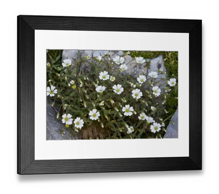 Framed Print : Mouse-eared Chickweed (Cerastium latifolium) flowering, growing at high altitude, Maritime Alps, France, September Framed Print : Mouse-eared Chickweed (Cerastium latifolium) flowering, growing at high altitude, Maritime Alps, France, September