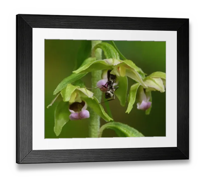 Framed Print : Broad-leaved Helleborine (Epipactis helleborine) close-up of flowers, with Wood Ant (Formica lemani) adult worker Framed Print : Broad-leaved Helleborine (Epipactis helleborine) close-up of flowers, with Wood Ant (Formica lemani) adult worker