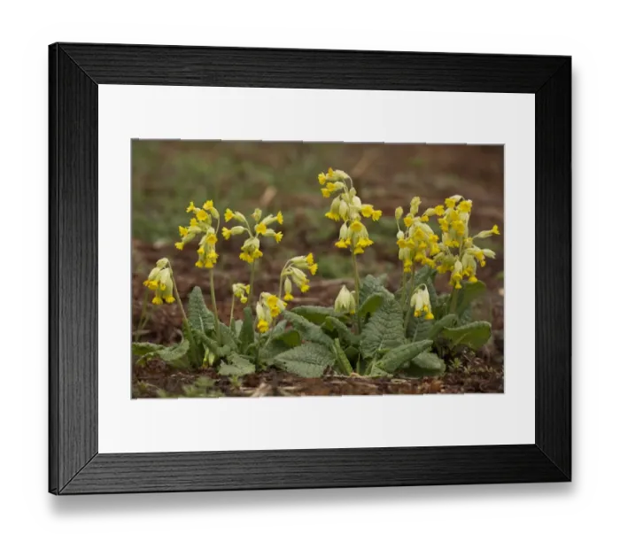 Framed Print : Cowslip (Primula veris) flowering, French Pyrenees, France, May Framed Print : Cowslip (Primula veris) flowering, French Pyrenees, France, May