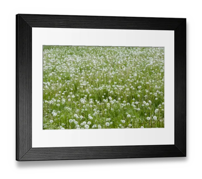 Framed Print : Common Dandelion (Taraxacum officinalis) seedheads, mass growing in field, Yorkshire, England, May Framed Print : Common Dandelion (Taraxacum officinalis) seedheads, mass growing in field, Yorkshire, England, May