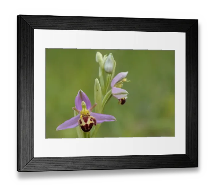 Framed Print : Bee Orchid (Ophrys apifera var. belgarum) close-up of flowers, Eynsford, Kent, England, June Framed Print : Bee Orchid (Ophrys apifera var. belgarum) close-up of flowers, Eynsford, Kent, England, June