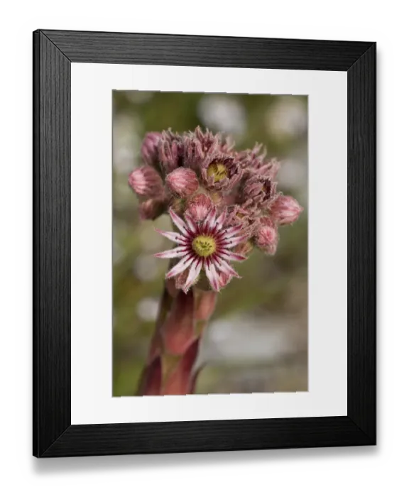 Framed Print : Common Houseleek (Sempervivum tectorum) flowering, Vercors, French Alps, France, August Framed Print : Common Houseleek (Sempervivum tectorum) flowering, Vercors, French Alps, France, August