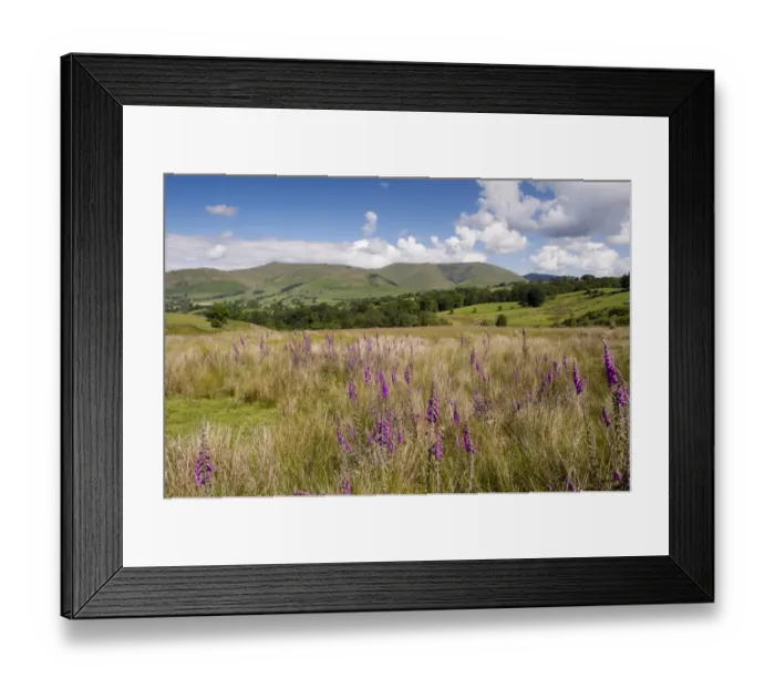 Framed Print : Common Foxglove (Digitalis purpurea) flowering, growing in upland pasture, with fells in background Framed Print : Common Foxglove (Digitalis purpurea) flowering, growing in upland pasture, with fells in background