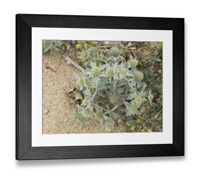 Framed Print : Sea Holly (Eryngium maritimum) flowering, growing on sandy beach, Sardinia, Italy, April Framed Print : Sea Holly (Eryngium maritimum) flowering, growing on sandy beach, Sardinia, Italy, April