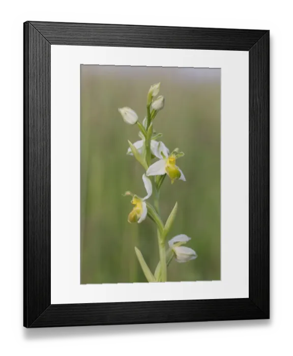 Framed Print : Bee Orchid (Ophrys apifera var. chlorantha) pale form, close-up of flowerspike, Foreness Point, Isle of Thanet, Kent Framed Print : Bee Orchid (Ophrys apifera var. chlorantha) pale form, close-up of flowerspike, Foreness Point, Isle of Thanet, Kent