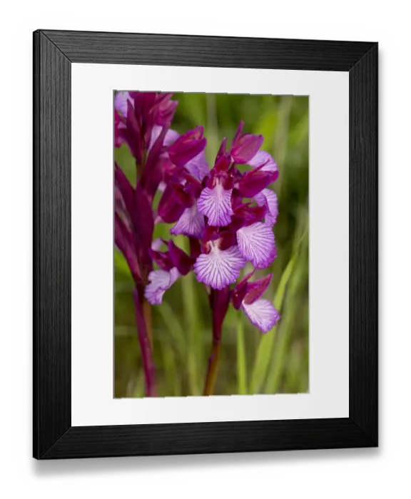 Framed Print : Pink Butterfly Orchid (Orchis papilionacea) flowering, growing in grassland, Sardinia, Italy, April Framed Print : Pink Butterfly Orchid (Orchis papilionacea) flowering, growing in grassland, Sardinia, Italy, April