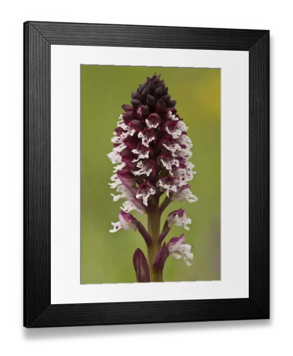 Framed Print : Burnt Orchid (Orchis ustulata) close-up of flowerspike, growing in limestone grassland, Abruzzo N. P Framed Print : Burnt Orchid (Orchis ustulata) close-up of flowerspike, growing in limestone grassland, Abruzzo N. P