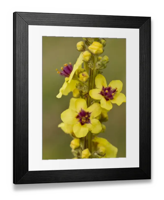 Framed Print : Dark Mullein (Verbascum nigrum) close-up of flowers, French Alps, France, August Framed Print : Dark Mullein (Verbascum nigrum) close-up of flowers, French Alps, France, August