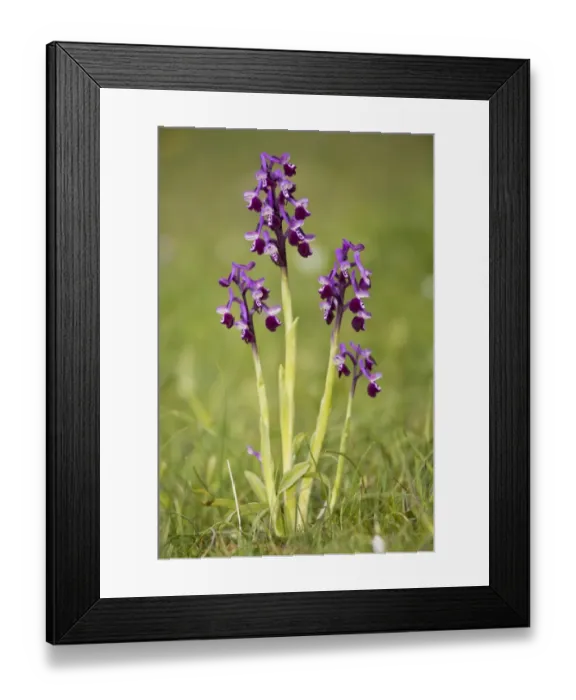 Framed Print : Long-spurred Orchid (Anacamptis longicornu) flowering, Sardinia, Italy, April Framed Print : Long-spurred Orchid (Anacamptis longicornu) flowering, Sardinia, Italy, April
