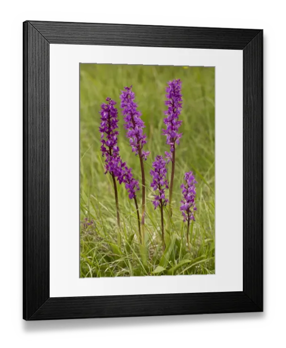 Framed Print : Early Purple Orchid (Orchis mascula) flowering, growing in grassland, Abruzzo N. P. Apennines, Italy, May Framed Print : Early Purple Orchid (Orchis mascula) flowering, growing in grassland, Abruzzo N. P. Apennines, Italy, May