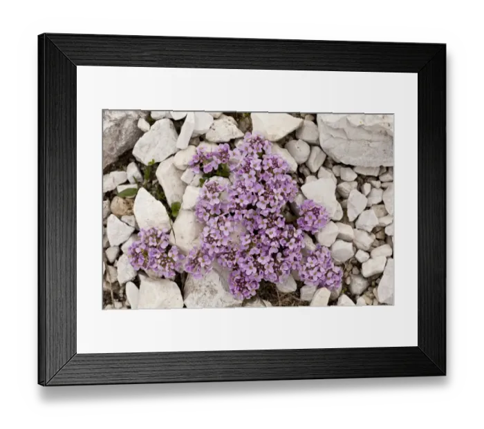 Framed Print : Round-leaved Penny-cress (Thlaspi rotundifolium) flowering, growing on dolomite scree, Dolomites, Italian Alps, Italy Framed Print : Round-leaved Penny-cress (Thlaspi rotundifolium) flowering, growing on dolomite scree, Dolomites, Italian Alps, Italy