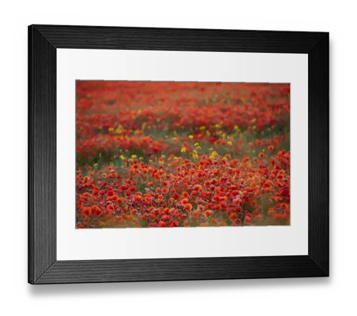 Framed Print : Corn Poppy (Papaver rhoeas) flowering, mass growing in arable field, North Yorkshire, England, July Framed Print : Corn Poppy (Papaver rhoeas) flowering, mass growing in arable field, North Yorkshire, England, July