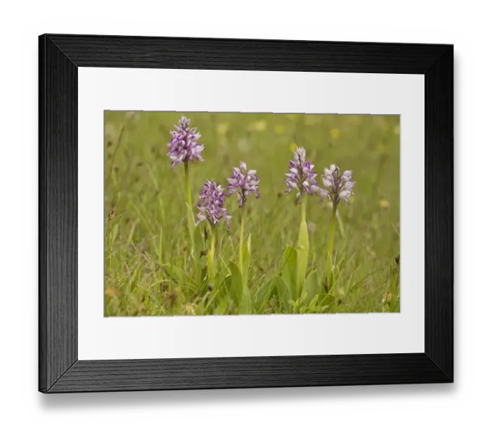Framed Print : Military Orchid (Orchis militaris) flowering, Vercors, French Alps, France, May Framed Print : Military Orchid (Orchis militaris) flowering, Vercors, French Alps, France, May