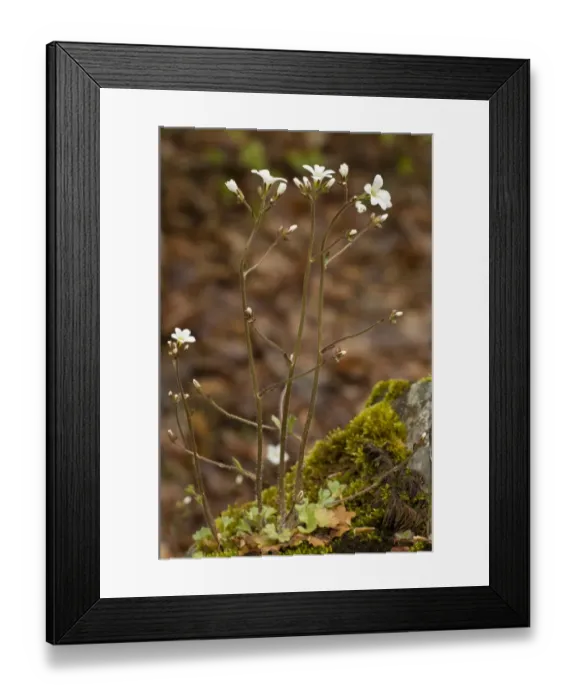 Framed Print : Meadow Saxifrage (Saxifraga granulata) flowering, Abruzzo N. P. Apennines, Italy, May Framed Print : Meadow Saxifrage (Saxifraga granulata) flowering, Abruzzo N. P. Apennines, Italy, May