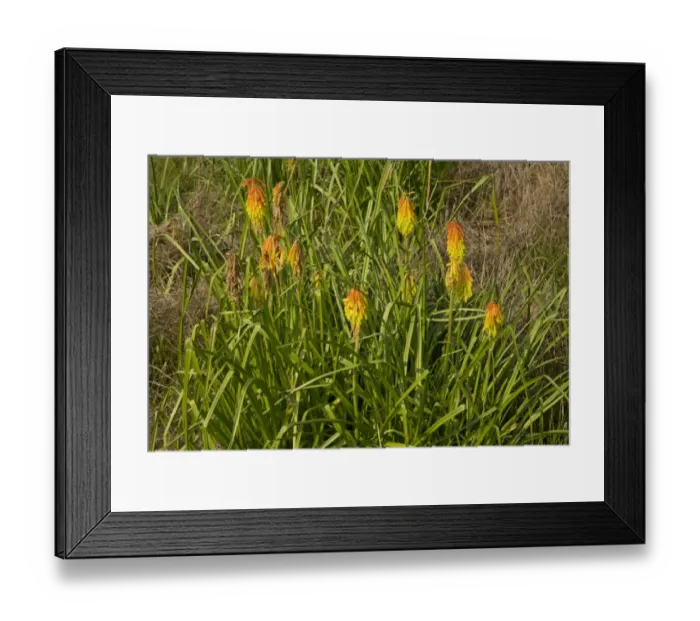 Framed Print : Red Hot Poker (Kniphofia ritualis) flowering, South Africa, December Framed Print : Red Hot Poker (Kniphofia ritualis) flowering, South Africa, December