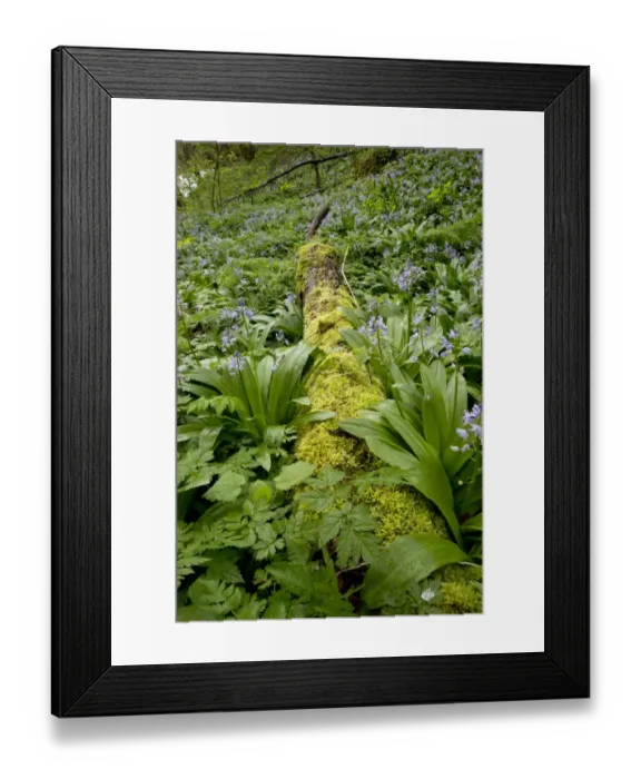 Framed Print : Pyrenean Squill (Scilla liliohyacinthus) flowering mass, growing beside moss covered log in woodland, French Pyrenees Framed Print : Pyrenean Squill (Scilla liliohyacinthus) flowering mass, growing beside moss covered log in woodland, French Pyrenees