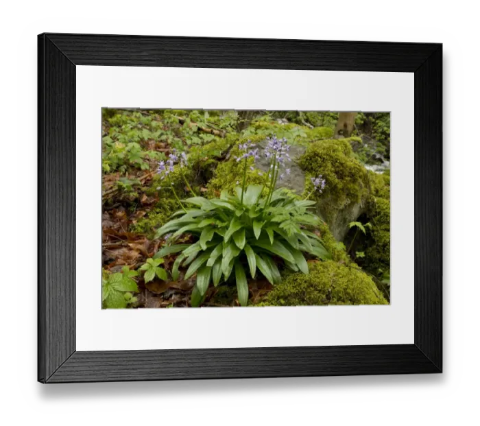 Framed Print : Pyrenean Squill (Scilla liliohyacinthus) flowering, growing in woodland, French Pyrenees, France, May Framed Print : Pyrenean Squill (Scilla liliohyacinthus) flowering, growing in woodland, French Pyrenees, France, May