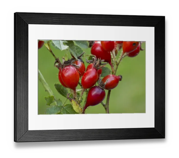 Framed Print : Sweet Briar (Rosa rubiginosa) close-up of rosehips, Dorset, England, September Framed Print : Sweet Briar (Rosa rubiginosa) close-up of rosehips, Dorset, England, September